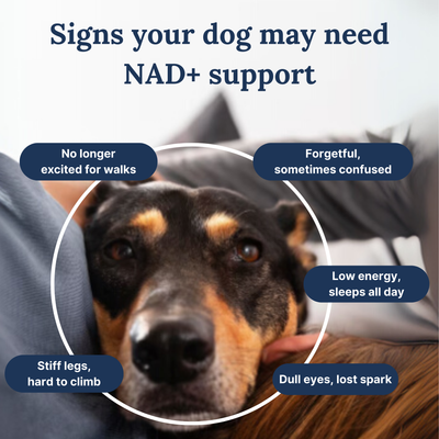 NAD+ UGC