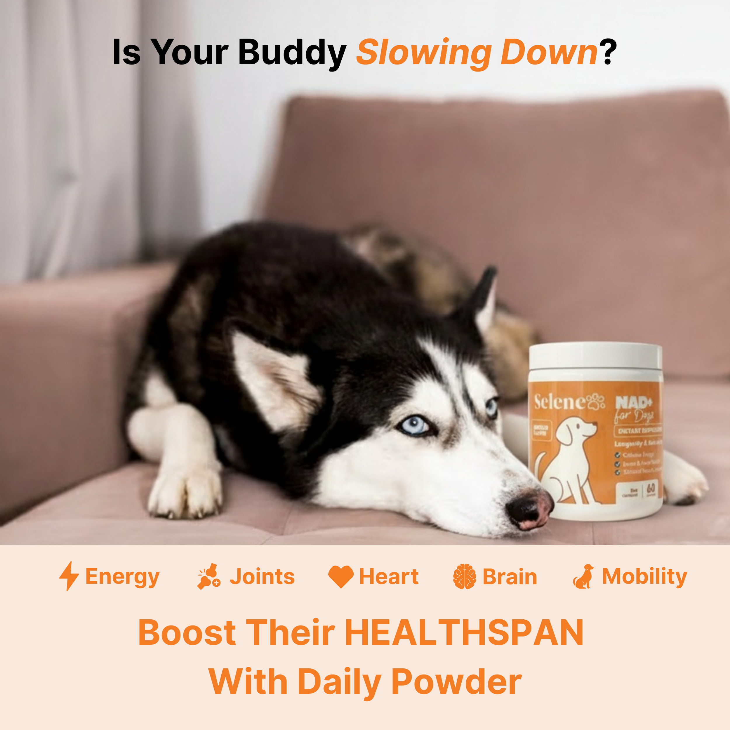 NAD+ Aging Supplement