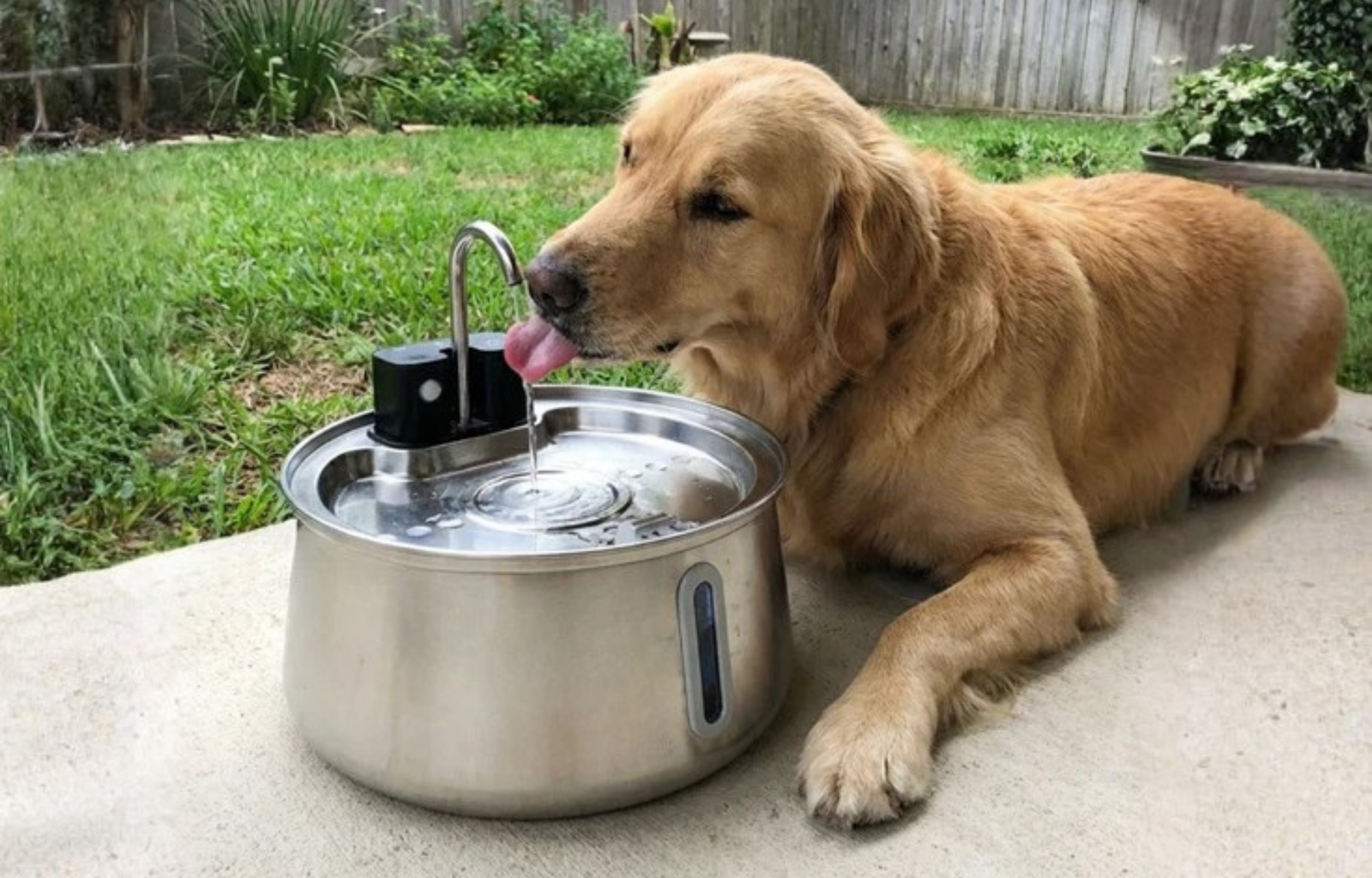 Why Upgrade Your Pup’s Water to the