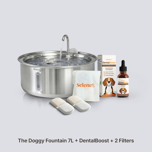 DentalBoost