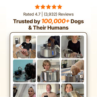 Doggy Fountain™ - The Starter Kit